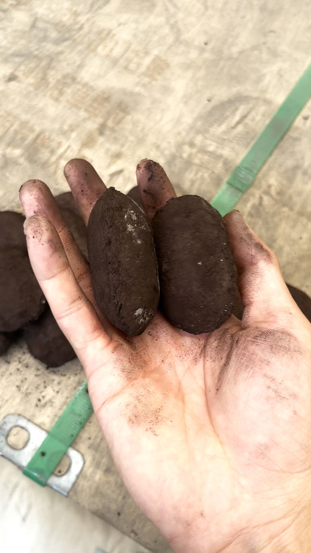 �����ں�ɵ�ʱ�����Ǳ��⣬�������������ۻ�